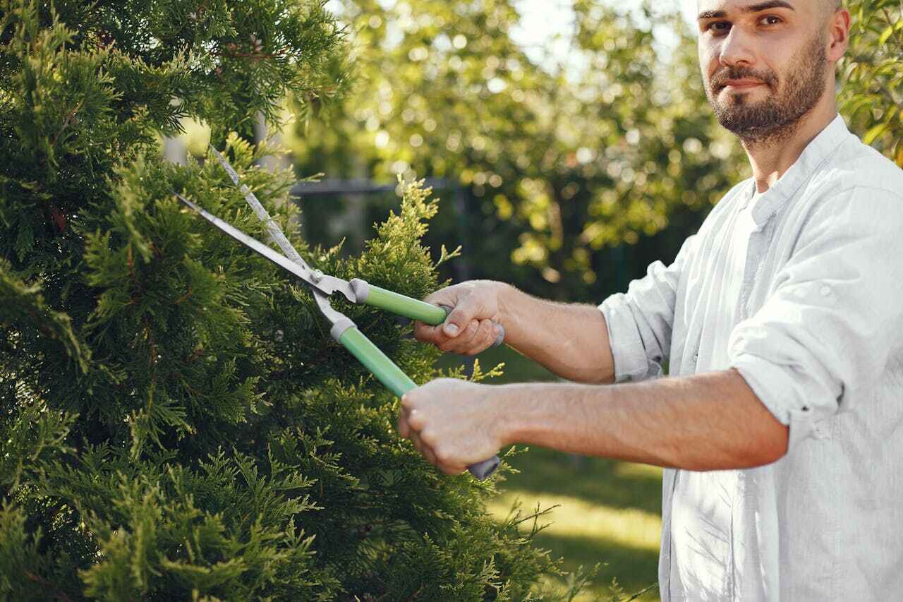 Best Tree Trimming and Pruning  in USA